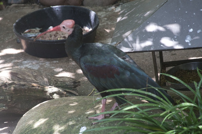 316-5196 San Diego Zoo - Southern Bald Ibis.jpg